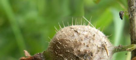 Pepelnica na ogrozdu