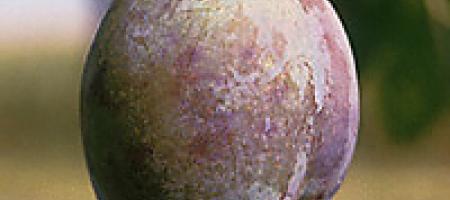 Pilana za šljive i ovijačnica šljiva