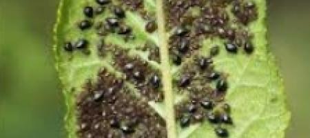 Lisne uši na voćkama