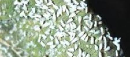 Staklenički moljac na paprici