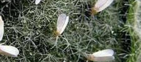 Staklenički moljac na krastavcima