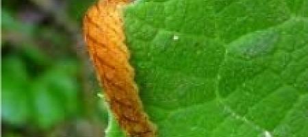 Pilana uljane repice