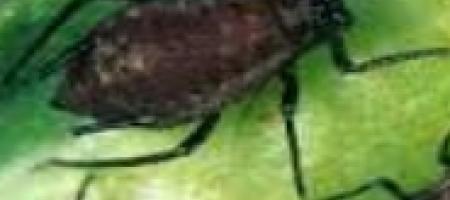 Lisne uši na krumpiru