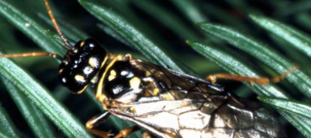 Smrekov pljosnati crv