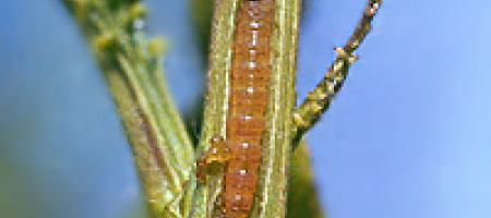 Omot breskve (orijentalni)