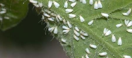 Staklenički moljac na ukrasnom bilju