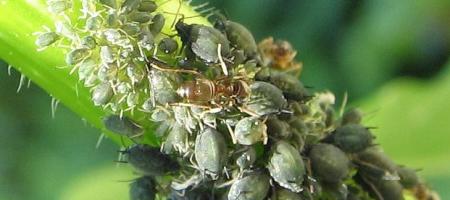 Lisne uši na salati