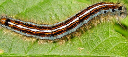 Prstenasta kritosjemenjača