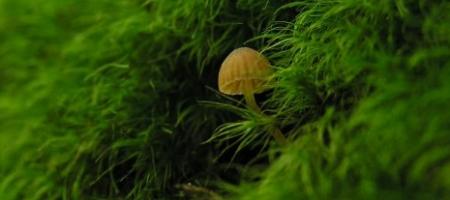 Mahovina i alge na travnjaku