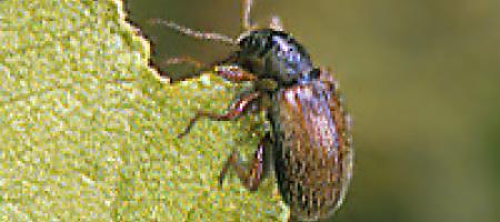 Ljuske na voćkama i ukrasnom drveću