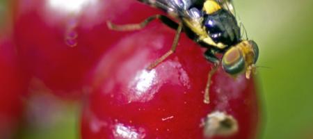 Višnja kovitlac na višnji