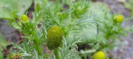 Kamilica u obliku diska