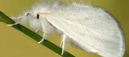 Časna sestra zlatar