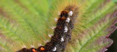 Gusjenice raznih leptira