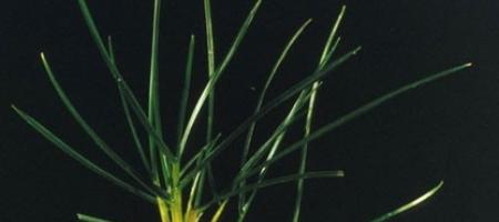 Menta višegodišnja