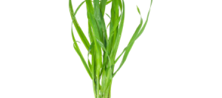 Puzava vlasulja - korov ne samo u travnjaku