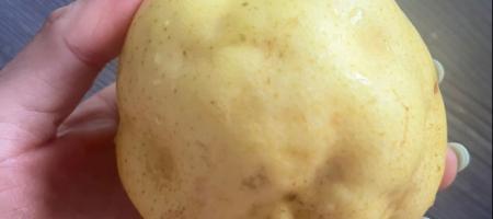 Kamenčići krušaka