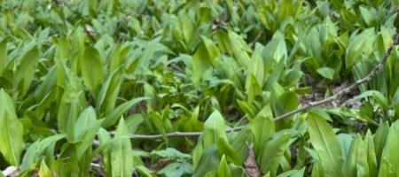 Kako uzgajati divlji češnjak kod kuće i ne pomiješati ga s đurđicom u šumi?