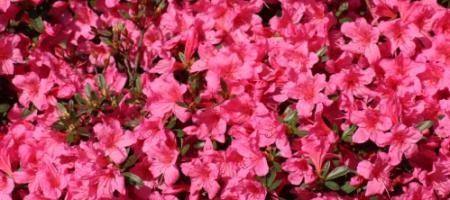 Azalea na otvorenom i u zatvorenom prostoru: sadnja, obrezivanje, prezimljavanje bez grešaka