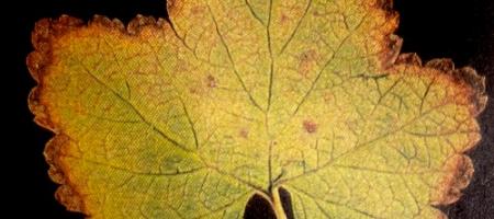 Posmeđivanje lišća ribiza