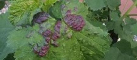 Lisne uši na ribizu