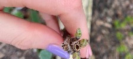 Hodnici u granama ribiza