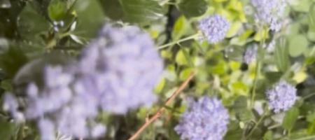 Kalifornijski jorgovan u slovačkom vrtu: kako uzgajati ceanothus